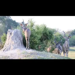 Ruaha National Park - Iringa