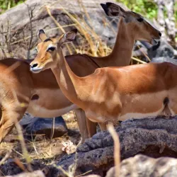 Ruaha National Park - Iringa