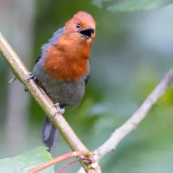 Bird Watching Sites - Kilombero