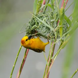 Bird Watching Sites - Kilombero