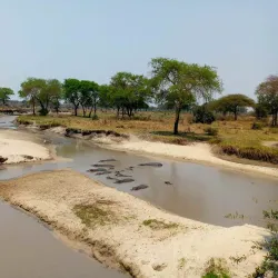 Bird Watching Sites - Kilombero