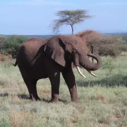 Bird Watching Sites - Kilombero