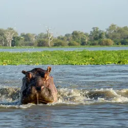 Nyerere National Park (Southern Section) - Lindi