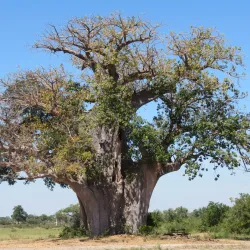 Nyerere National Park (Southern Section) - Lindi
