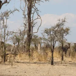 Nyerere National Park (Southern Section) - Lindi