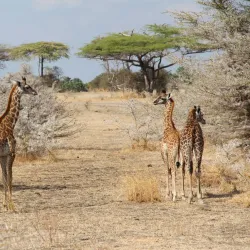 Nyerere National Park (Southern Section) - Lindi