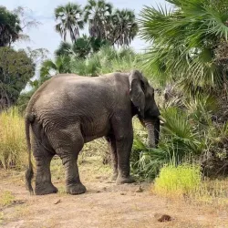 Nyerere National Park (Southern Section) - Lindi