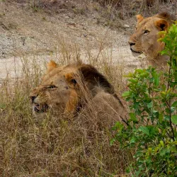 Nyerere National Park (Southern Section) - Lindi