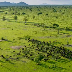 Nyerere National Park (Southern Section) - Lindi