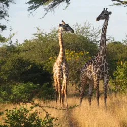 Nyerere National Park (Southern Section) - Lindi