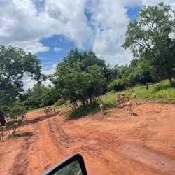 Nyerere National Park (Southern Section) - Lindi