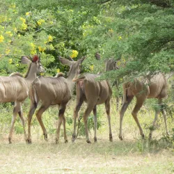 Nyerere National Park (Southern Section) - Lindi