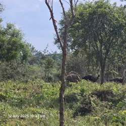 Pande Game Reserve - Lindi