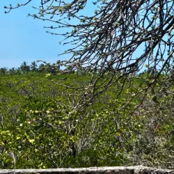 Ruins of Songo Mnara - Lindi