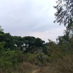 Isanga Forest Reserve - Mbeya