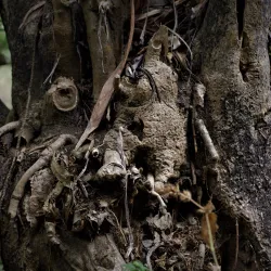 Isanga Forest Reserve - Mbeya