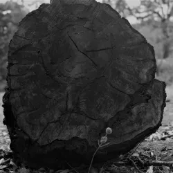 Isanga Forest Reserve - Mbeya