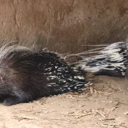 Mbeya Regional Museum - Mbeya