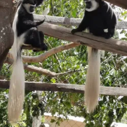 Mbeya Regional Museum - Mbeya