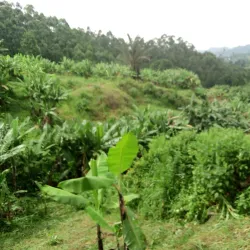 Rungwe Volcanic Province - Mbeya