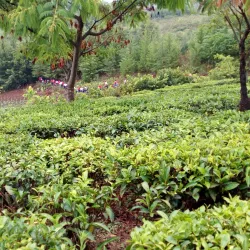 Rungwe Volcanic Province - Mbeya