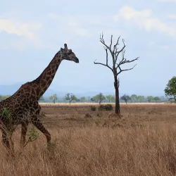Mikumi National Park (nearby) - Morogoro