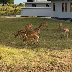 Mikumi National Park (nearby) - Morogoro