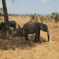 Mikumi National Park (nearby) - Morogoro