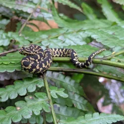 Uluguru Nature Reserve - Morogoro