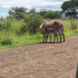 Hot Springs of Mwanza - Mwanza