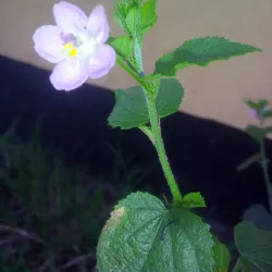 Nyamagana District Cultural Sites - Mwanza