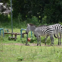 Saanane Island National Park - Mwanza