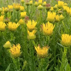 Kitulo National Park - Njombe