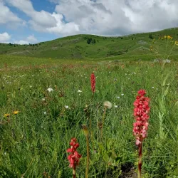 Kitulo National Park - Njombe