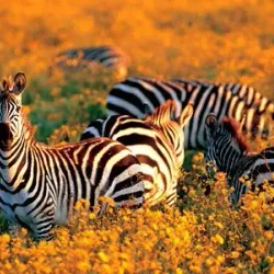 Kitulo National Park - Njombe