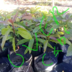 Ludewa Waterfalls - Njombe