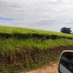 Matembwe Tea Plantations - Njombe