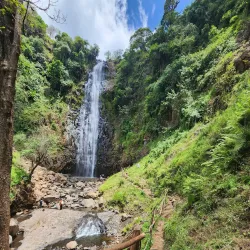 Local Coffee Plantations - Songea