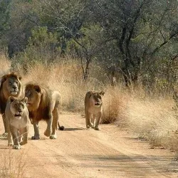 Mikumi National Park (Day Trip) - Songea