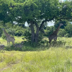 Mikumi National Park (Day Trip) - Songea