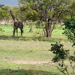 Mikumi National Park (Day Trip) - Songea