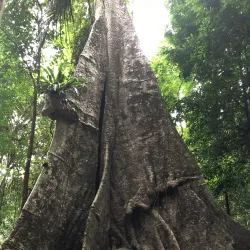 Thung Teao Forest Natural Park - Ao Nang