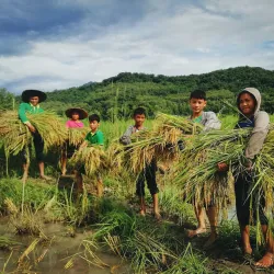 Local Rice Fields and Farming Tours - Ban Phai