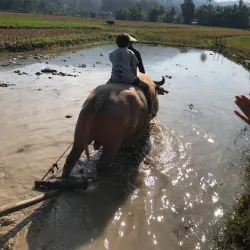 Local Rice Fields and Farming Tours - Ban Phai