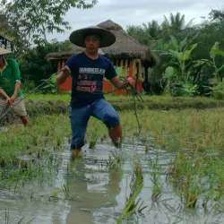 Local Rice Fields and Farming Tours - Ban Phai