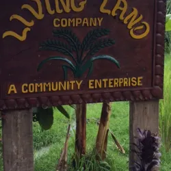 Local Rice Fields and Farming Tours - Ban Phai