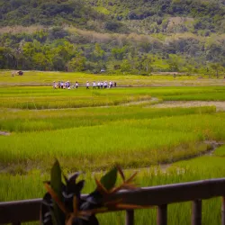 Local Rice Fields and Farming Tours - Ban Phai