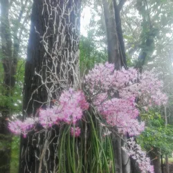 Wat Ban Phai - Ban Phai