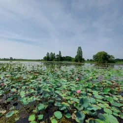 Wat Ban Phai - Ban Phai
