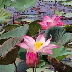 Wat Ban Phai - Ban Phai